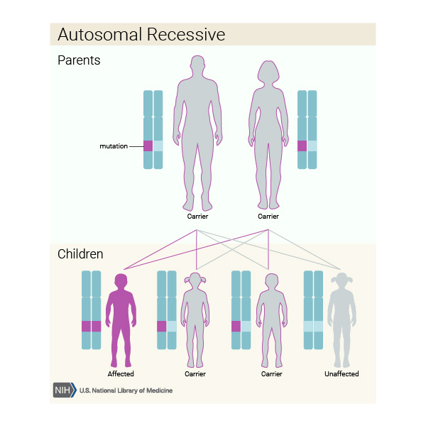 How recessive gene inheritance works