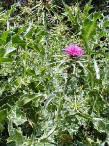 Milk Thistle – Things You Probably Don’t Know !